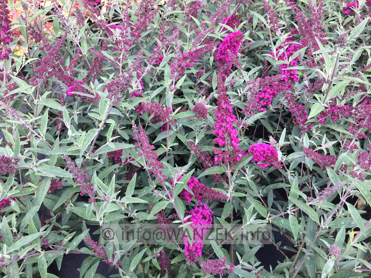 Buddleja BUZZ Velvet.JPG